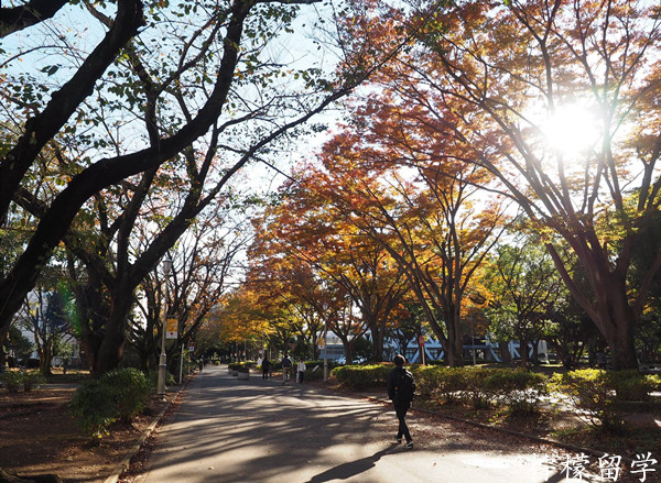 千叶大学