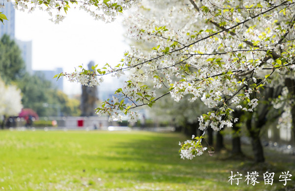 日本大学别科申请