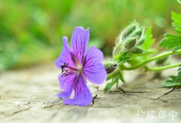 不同学历的同学应该怎样去日本留学