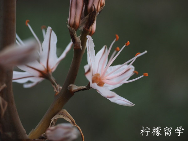 日本专门学校排名